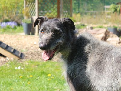 Ollie | Lurcher Cross | Merseyside (Liverpool) - 3