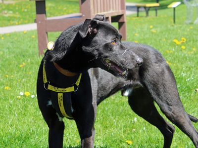 Obi | Lurcher Cross | Merseyside (Liverpool) - 2