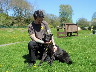 Obi | Lurcher Cross | Merseyside (Liverpool) - 3