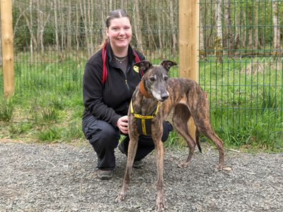 Lasagne Longlegs, a 10 years old female Greyhound available for adoption from Dogs Trust in Scotland