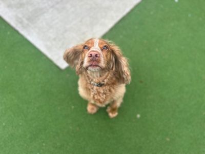 Millie | Spaniel (Cocker) | Cardiff - 3