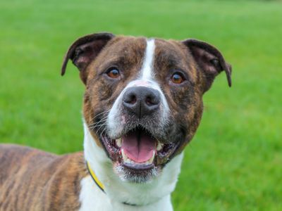 Oscar | American Bulldog Cross | Darlington - 2