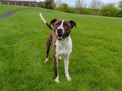 Oscar | American Bulldog Cross | Darlington - 3