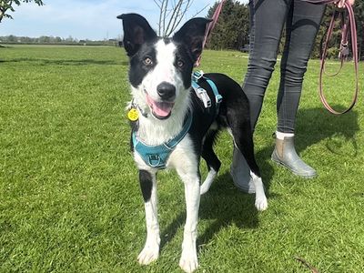 Bodhi | Collie (Border) | Leeds - 3