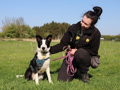 Bodhi | Collie (Border) | Leeds - 2