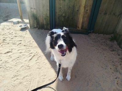 Dottie — Collie (Welsh)