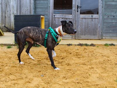 Cindy | Terrier (Staffordshire Bull) Cross | Salisbury (Wiltshire) - 3