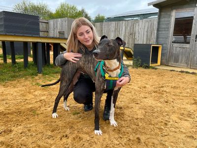 Cindy | Terrier (Staffordshire Bull) Cross | Salisbury (Wiltshire) - 1