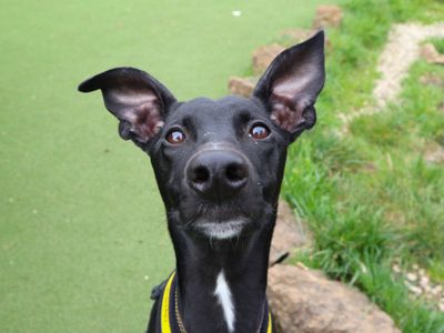 Joey | Lurcher | Harefield West London - 1