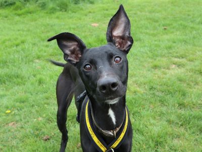 Joey | Lurcher | Harefield West London - 3
