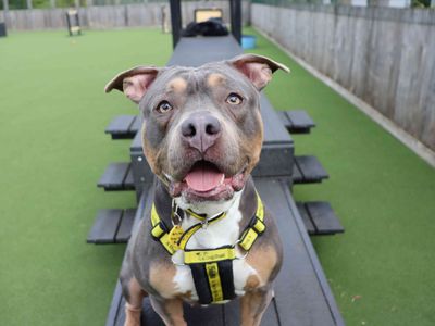 Amara, a 1 year old female Staffordshire Bull Terrier available for adoption from Dogs Trust in Scotland