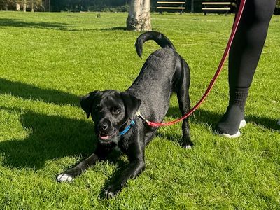 Zak | Terrier (Patterdale) Cross | Leeds - 2