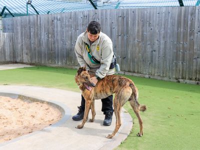 Dylan | Greyhound | Evesham (Worcestershire) - 1