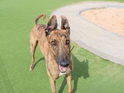 Dylan | Greyhound | Evesham (Worcestershire) - 3