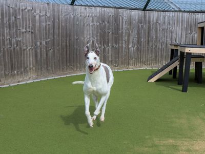 Gerry — Greyhound