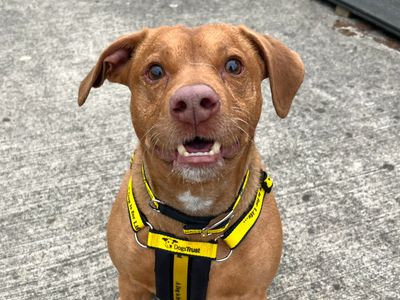 Scooby | Terrier (Jack Russell) Cross | Harefield West London - 3