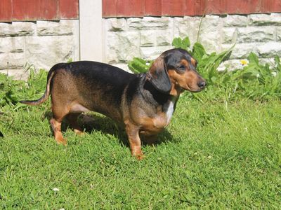 Coco | Dachshund (Smooth Haired) | Merseyside (Liverpool) - 3