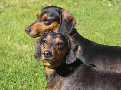 Willow | Dachshund (Smooth Haired) | Merseyside (Liverpool) - 1