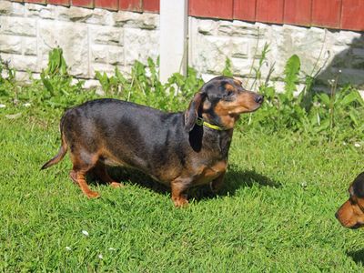 Willow | Dachshund (Smooth Haired) | Merseyside (Liverpool) - 3