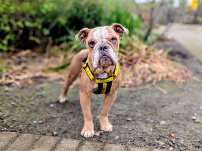 Butter | Bulldog Cross | Cardiff - 3