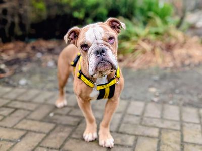 Butter | Bulldog Cross | Cardiff - 5