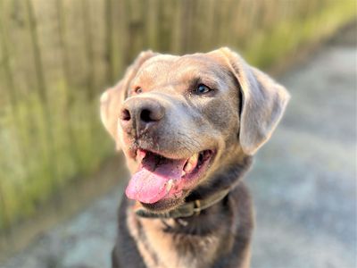 Henry — Retriever (Labrador)