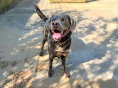 Henry | Retriever (Labrador) | Bridgend (Wales) - 5