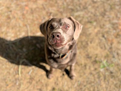Henry | Retriever (Labrador) | Bridgend (Wales) - 3