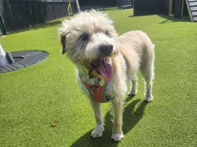 Lulu | Terrier (Patterdale) Cross | Shoreham (Sussex) - 3