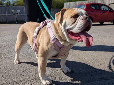 Roxy | Bulldog | Salisbury (Wiltshire) - 3