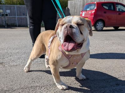Roxy | Bulldog | Salisbury (Wiltshire) - 2
