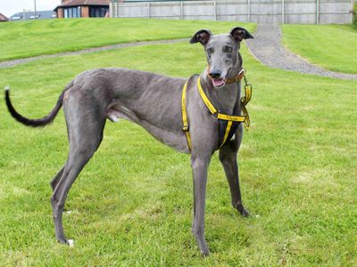 Ronnie | Greyhound | Darlington - 3