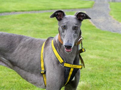 Ronnie | Greyhound | Darlington - 2