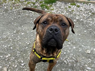 Kong | Mastiff Cross | Manchester - 2