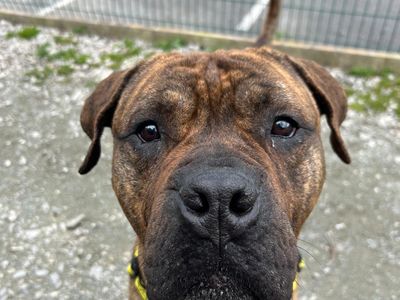 Kong | Mastiff Cross | Manchester - 3