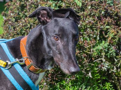 William — Greyhound