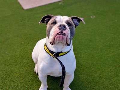 Charlie, a 2 years old male Bulldog available for adoption from Dogs Trust in Wales