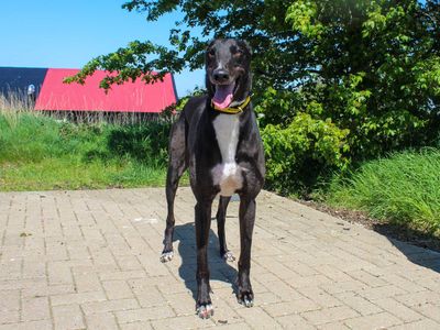 Delly | Greyhound | Darlington - 3
