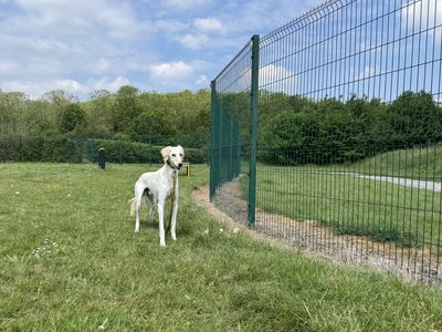 Rudy | Saluki | Basildon (Essex) - 3