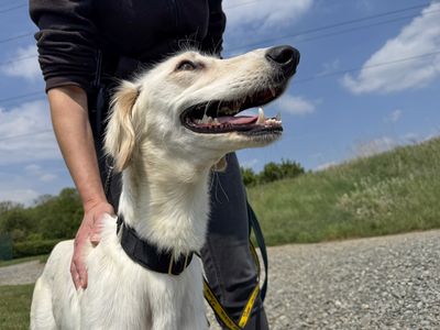 Rudy | Saluki | Basildon (Essex) - 5
