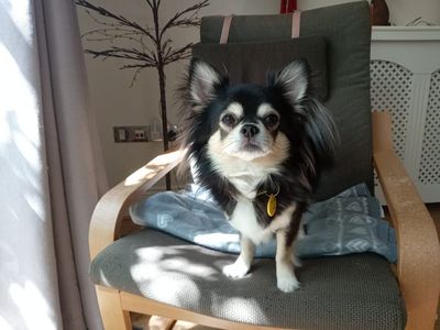 Hunter | Chihuahua (Long Coat) | Salisbury (Wiltshire) - 3