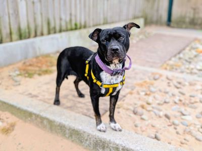 Brida (breeda) | Terrier (Staffordshire Bull) | Cardiff - 3