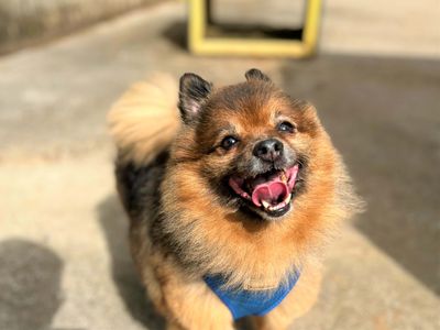 Teddy | Pomeranian | Bridgend (Wales) - 5