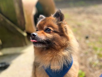 Teddy | Pomeranian | Bridgend (Wales) - 3