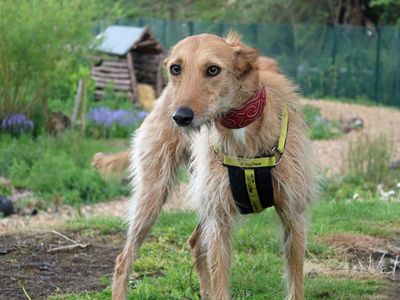 Zeta | Lurcher | Merseyside (Liverpool) - 3