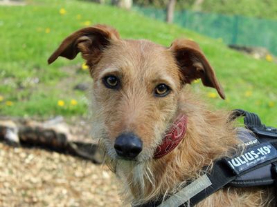 Zeta | Lurcher | Merseyside (Liverpool) - 1