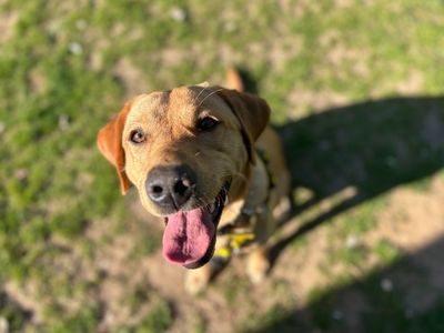 Kermit | Retriever (Labrador) | Snetterton (Norfolk) - 2