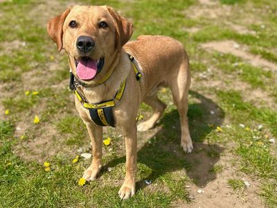 Kermit | Retriever (Labrador) | Snetterton (Norfolk) - 3
