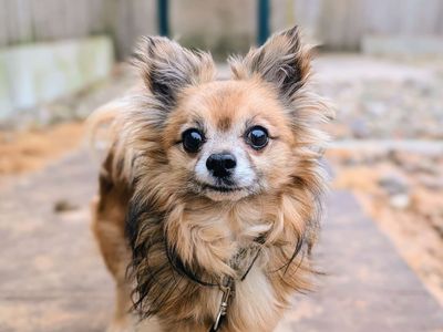 Gizmo | Chihuahua (Long Coat) | Cardiff - 3