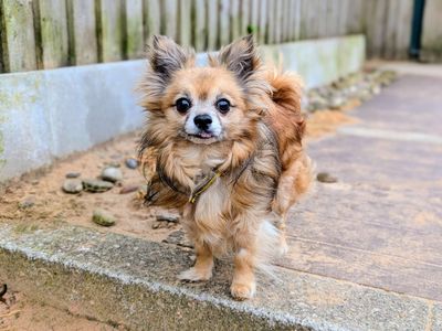 Gizmo | Chihuahua (Long Coat) | Cardiff - 5